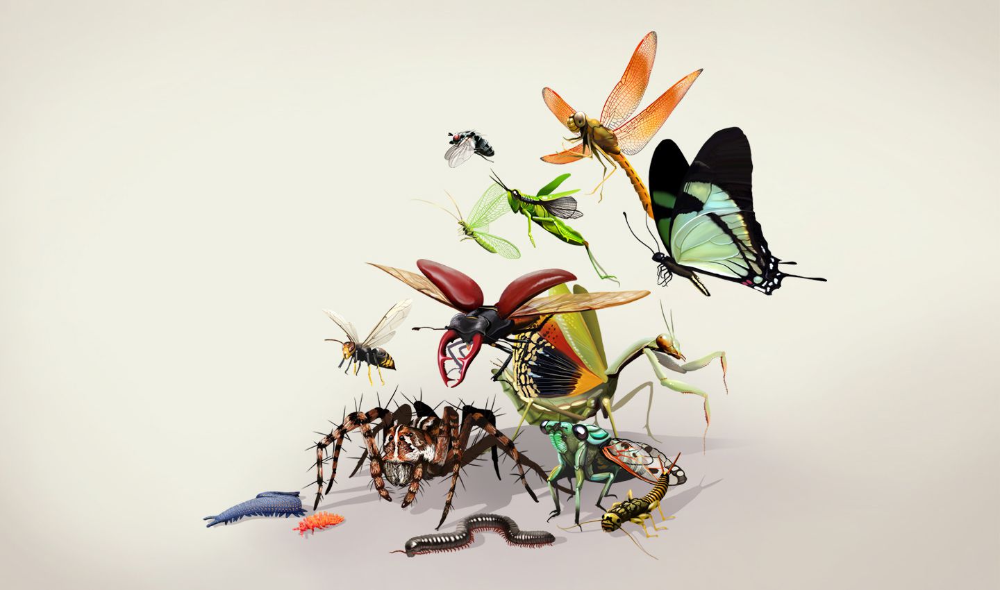 Arthropodes terrestres | Muséum national d'Histoire naturelle