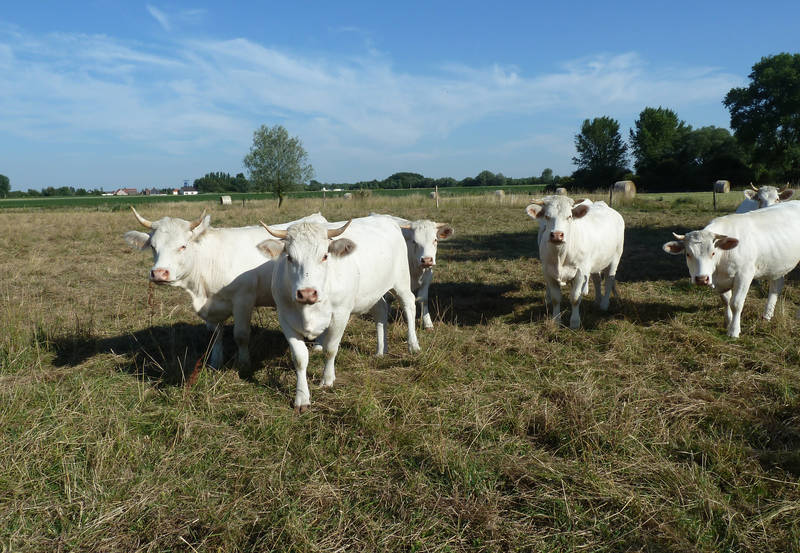 Communauté d’Agglomération du Douaisis - Vaches
