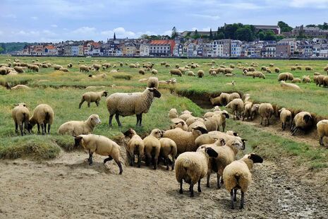 8-Baie_Somme_moutons_prés-salés_©SommeTourisme_FLeonardi