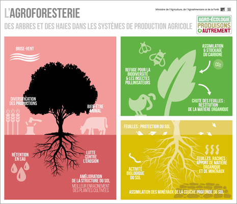 Infographie Agroforesterie ministère